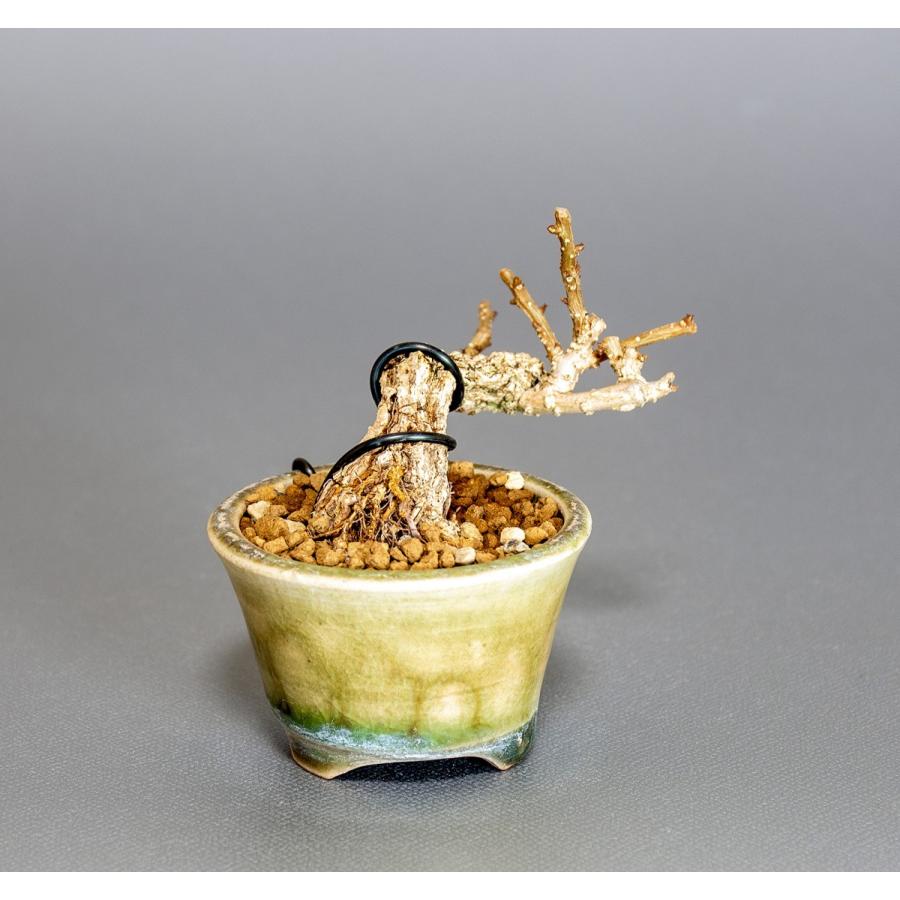 プチ盆栽　照り葉ツルウメモドキ盆栽　蔓梅擬（つるうめもどき・プチ盆栽 照り葉蔓梅擬）小さな盆栽　4039 |  | 04