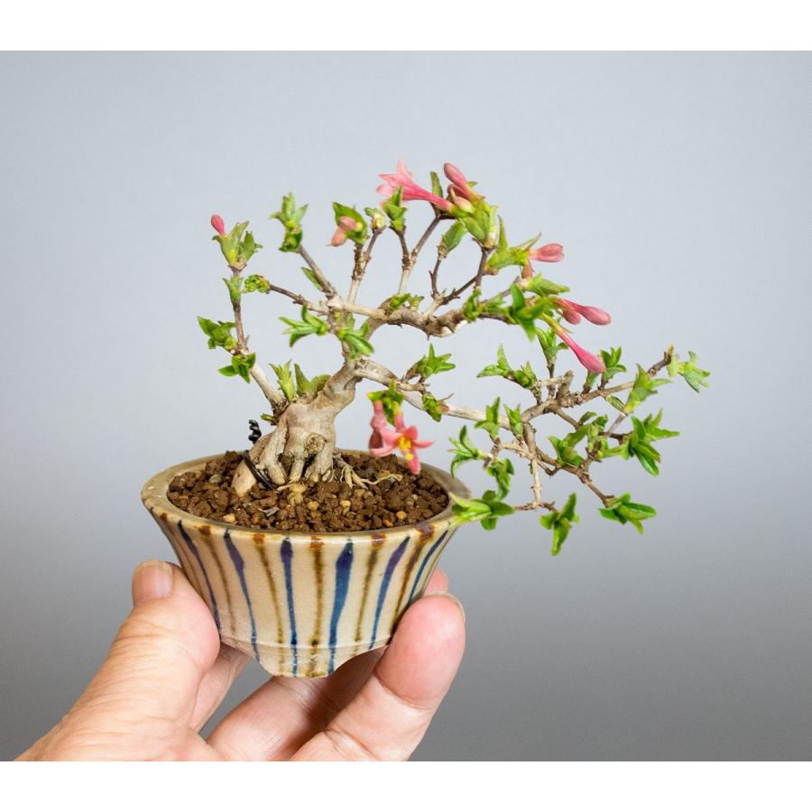 ミニ盆栽 ウグイスカグラ盆栽 鶯神楽 うぐいすかぐら 小さな盆栽 鶯神楽 小盆栽 4042 4042 E 盆栽 ヤフー店 通販 Yahoo ショッピング