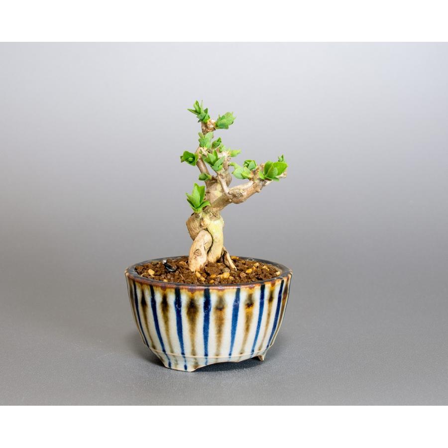 豆盆栽 ウグイスカグラ盆栽 鶯神楽（うぐいすかぐら・小さな盆栽