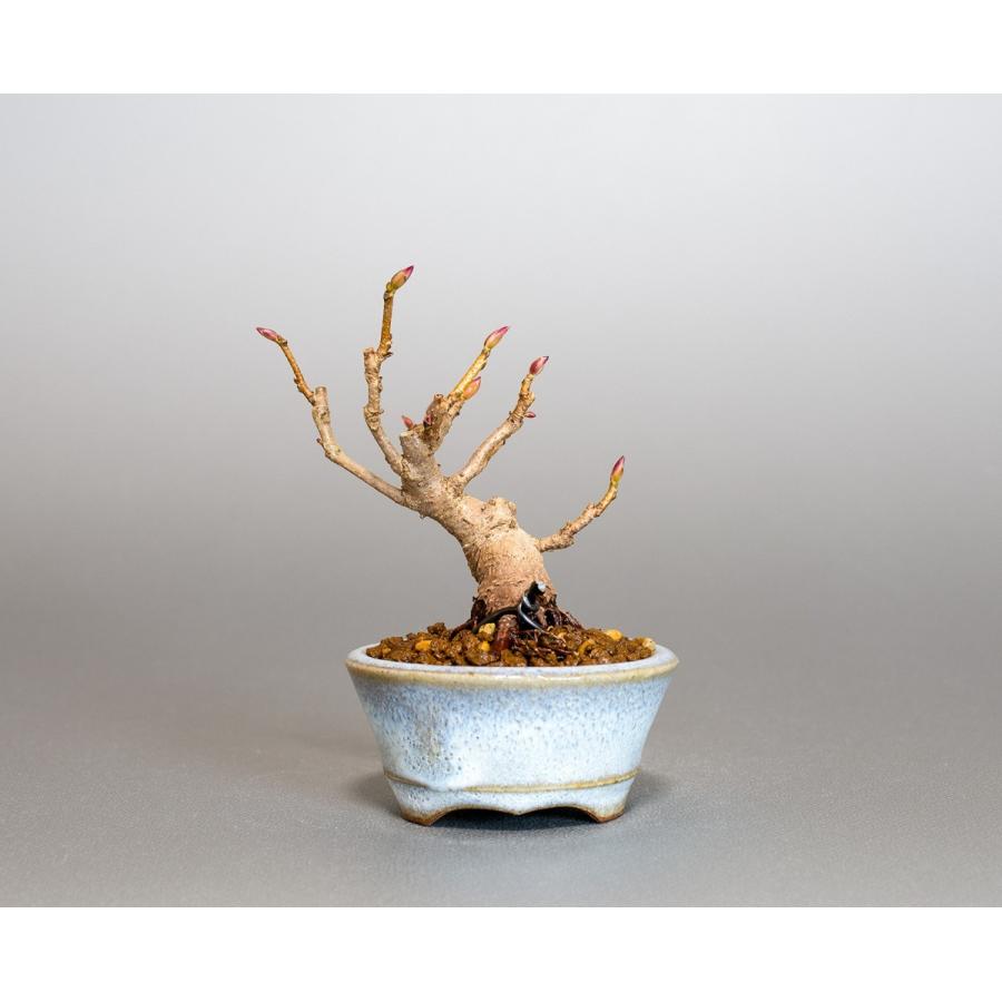 豆盆栽 トサミズキ盆栽 土佐水木 とさみずき 小さな盆栽 土佐水木 小盆栽 4058 4058 E 盆栽 ヤフー店 通販 Yahoo ショッピング