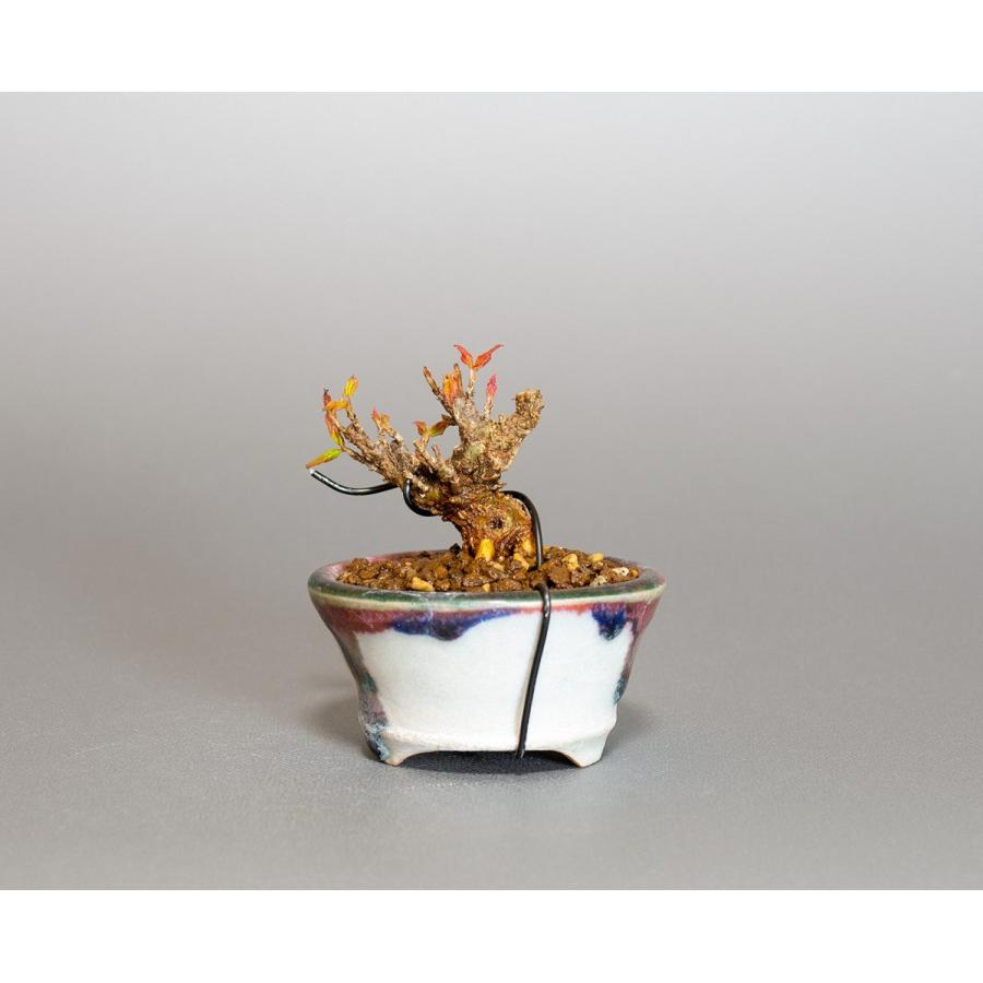 プチ盆栽　トウカエデ盆栽　唐楓（とうかえで・プチ盆栽 唐楓）小さな盆栽　4061 |  | 01