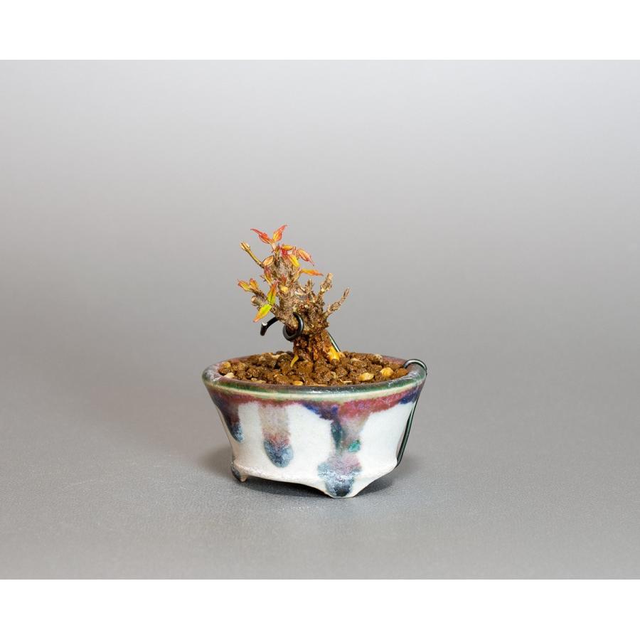 プチ盆栽　トウカエデ盆栽　唐楓（とうかえで・プチ盆栽 唐楓）小さな盆栽　4061 |  | 02