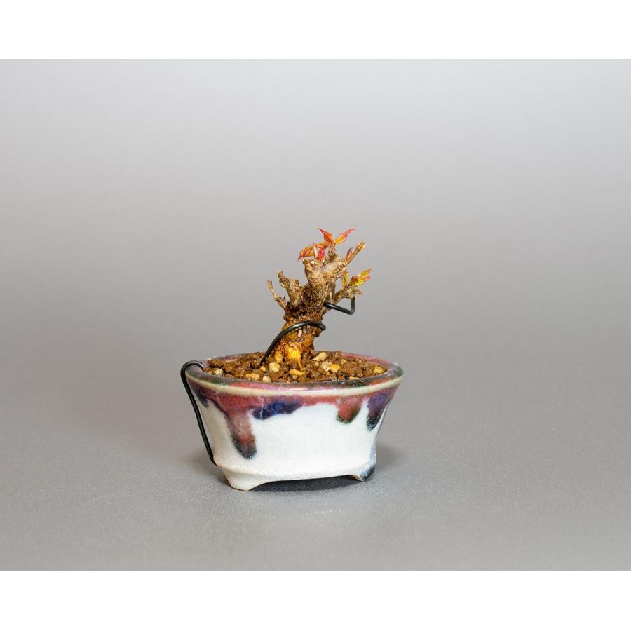 プチ盆栽　トウカエデ盆栽　唐楓（とうかえで・プチ盆栽 唐楓）小さな盆栽　4061 |  | 03