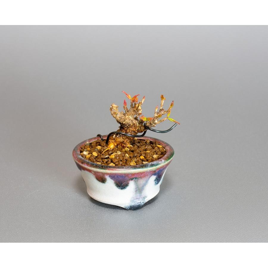 プチ盆栽　トウカエデ盆栽　唐楓（とうかえで・プチ盆栽 唐楓）小さな盆栽　4061 |  | 04