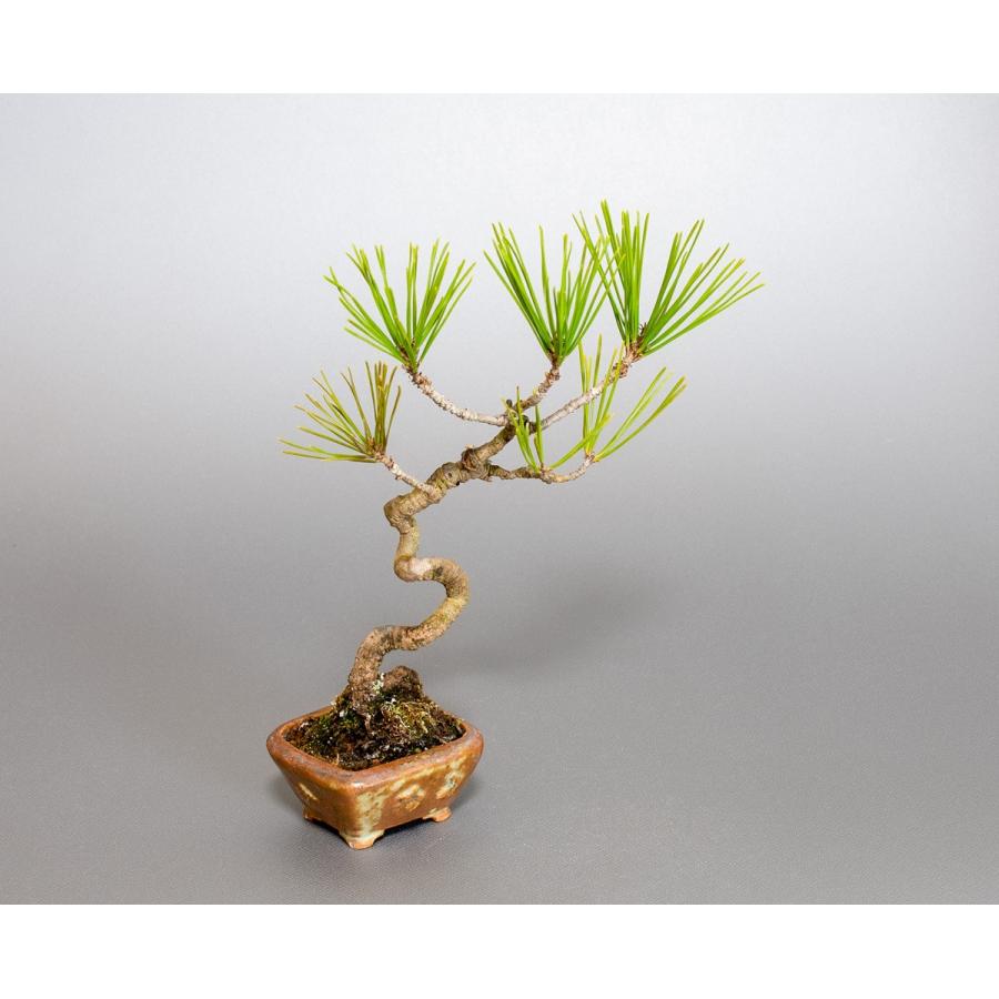 盆栽　アカマツ盆栽　赤松（あかまつ・盆栽 赤松）盆栽松　4063｜e-bonsai｜05