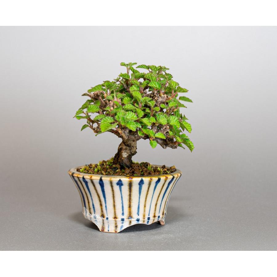 三河盆栽　ガマズミ　盆栽 三河盆栽 ガマズミ 盆栽 Kinkazan viburnum bonsai whose value
