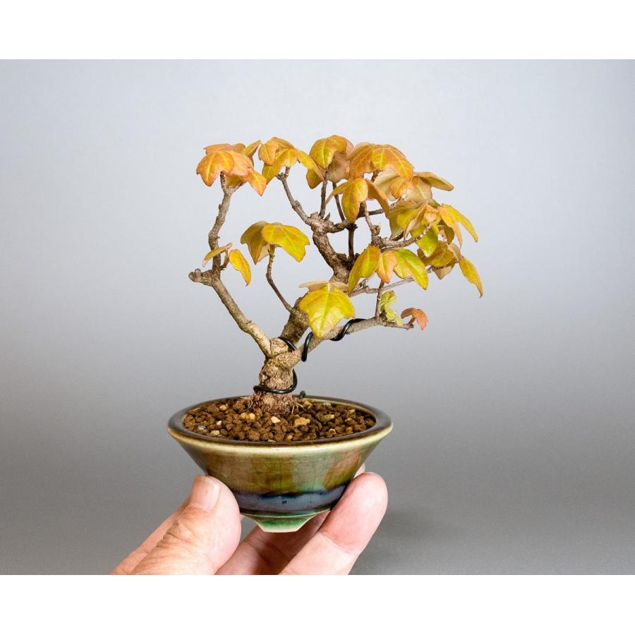 宮様楓(ミヤサマカエデ) 盆栽