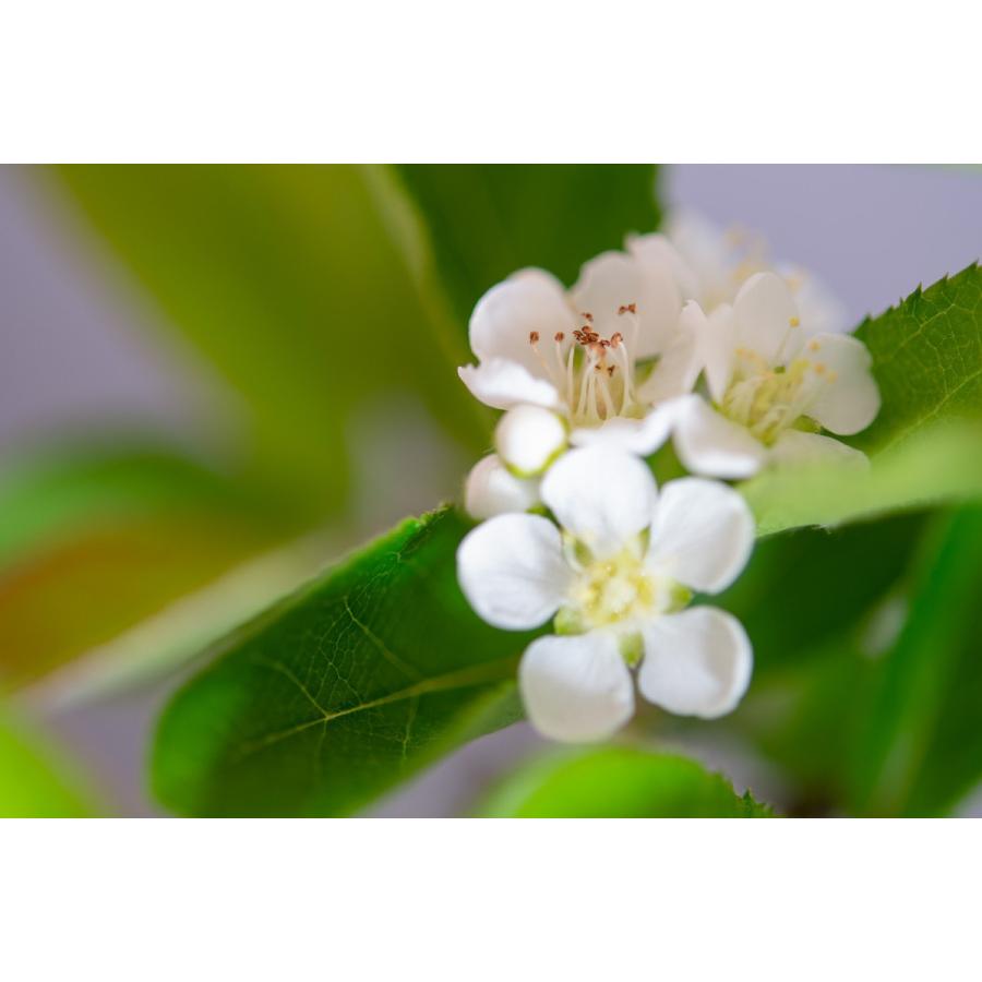 盆栽 カマツカ盆栽 鎌柄 かまつか ミニ盆栽 日本鎌柄 4093 4093 E 盆栽 ヤフー店 通販 Yahoo ショッピング