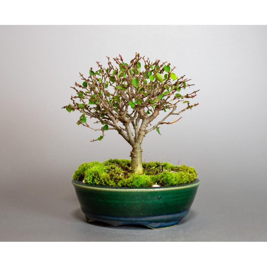 盆栽　ケヤキ盆栽　欅（けやき・ミニ盆栽 箒立ち欅）小品盆栽　4095 けやき