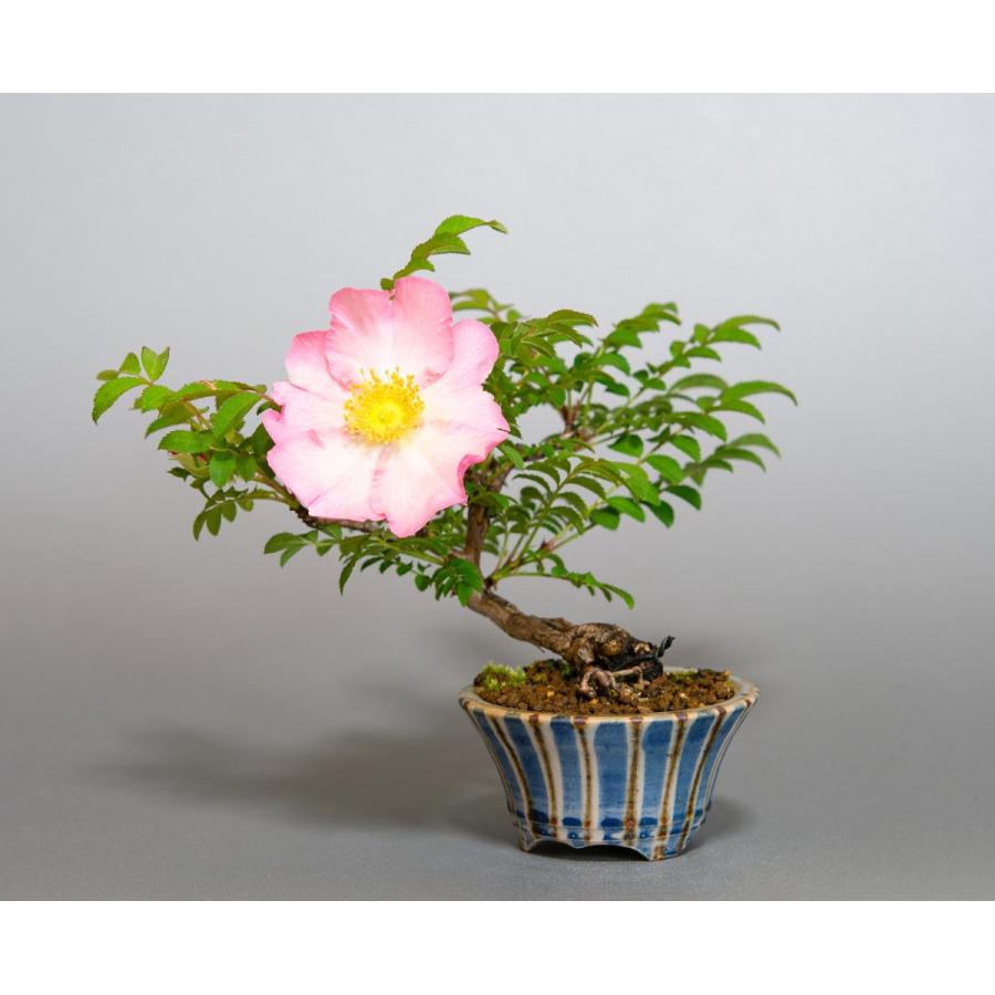 盆栽 ハコネサンショウバラ盆栽 箱根山椒薔薇 さんしょうばら 盆栽 薔薇 ミニ盆栽 4100 4100 E 盆栽 ヤフー店 通販 Yahoo ショッピング