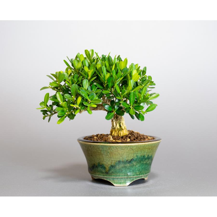 ミニ盆栽 タイワンツゲ盆栽 台湾黄楊 たいわんつげ ミニ盆栽 台湾ツゲ 4113 4113 E 盆栽 ヤフー店 通販 Yahoo ショッピング