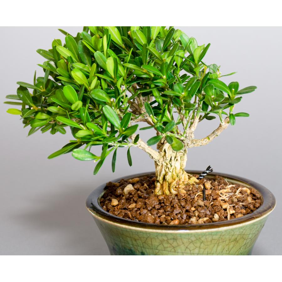 盆栽 クリアランス 台湾くるち 