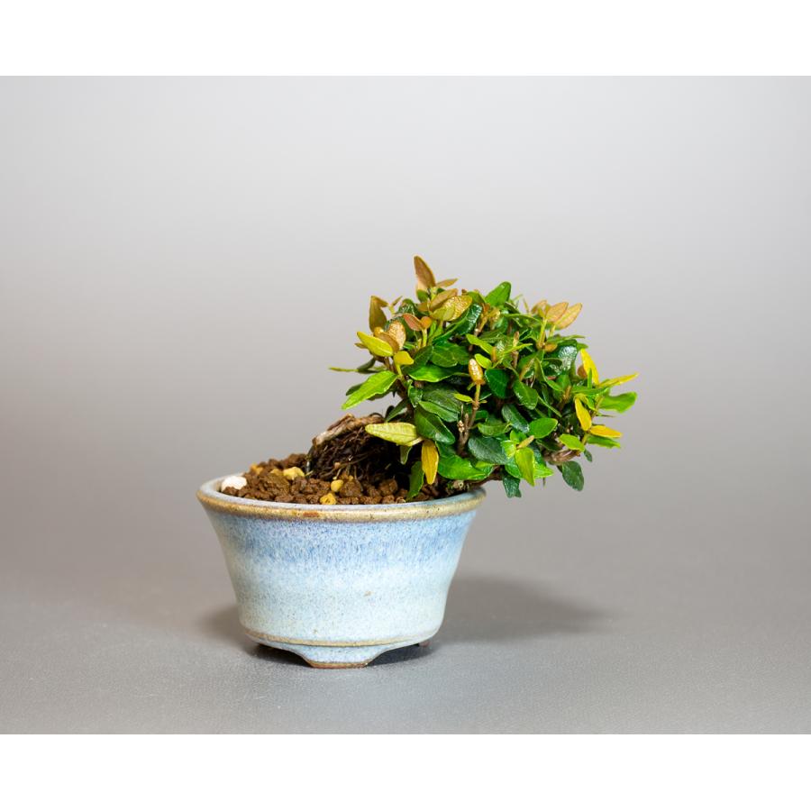 プチ盆栽　チリメンカズラ盆栽　縮緬葛（ちりめんかずら・プチ盆栽 縮緬葛）小さな盆栽　4122 | 