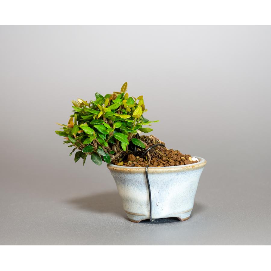 プチ盆栽　チリメンカズラ盆栽　縮緬葛（ちりめんかずら・プチ盆栽 縮緬葛）小さな盆栽　4122 |  | 01