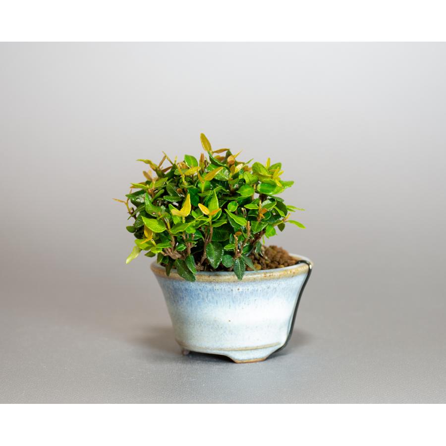 プチ盆栽　チリメンカズラ盆栽　縮緬葛（ちりめんかずら・プチ盆栽 縮緬葛）小さな盆栽　4122 |  | 02