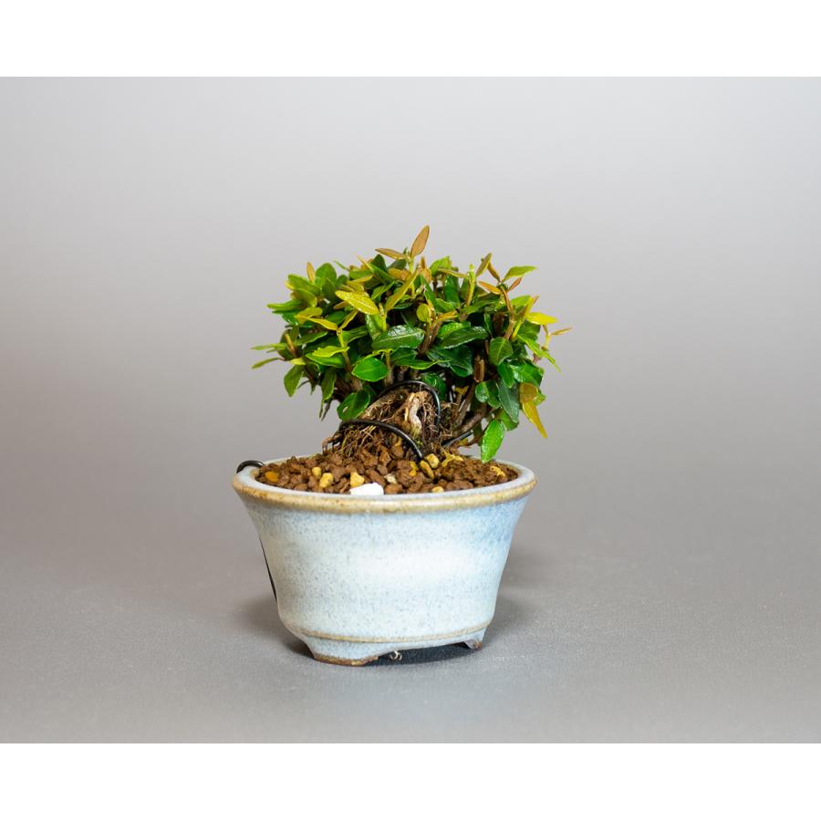 プチ盆栽　チリメンカズラ盆栽　縮緬葛（ちりめんかずら・プチ盆栽 縮緬葛）小さな盆栽　4122 |  | 03