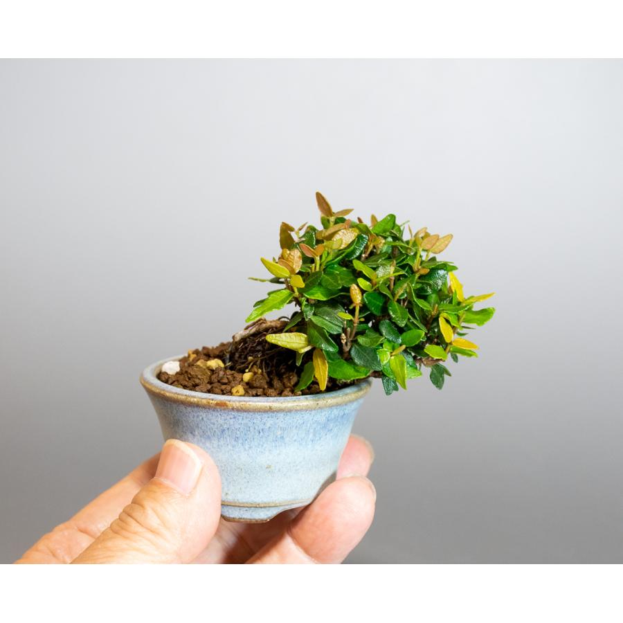 プチ盆栽　チリメンカズラ盆栽　縮緬葛（ちりめんかずら・プチ盆栽 縮緬葛）小さな盆栽　4122 |  | 04