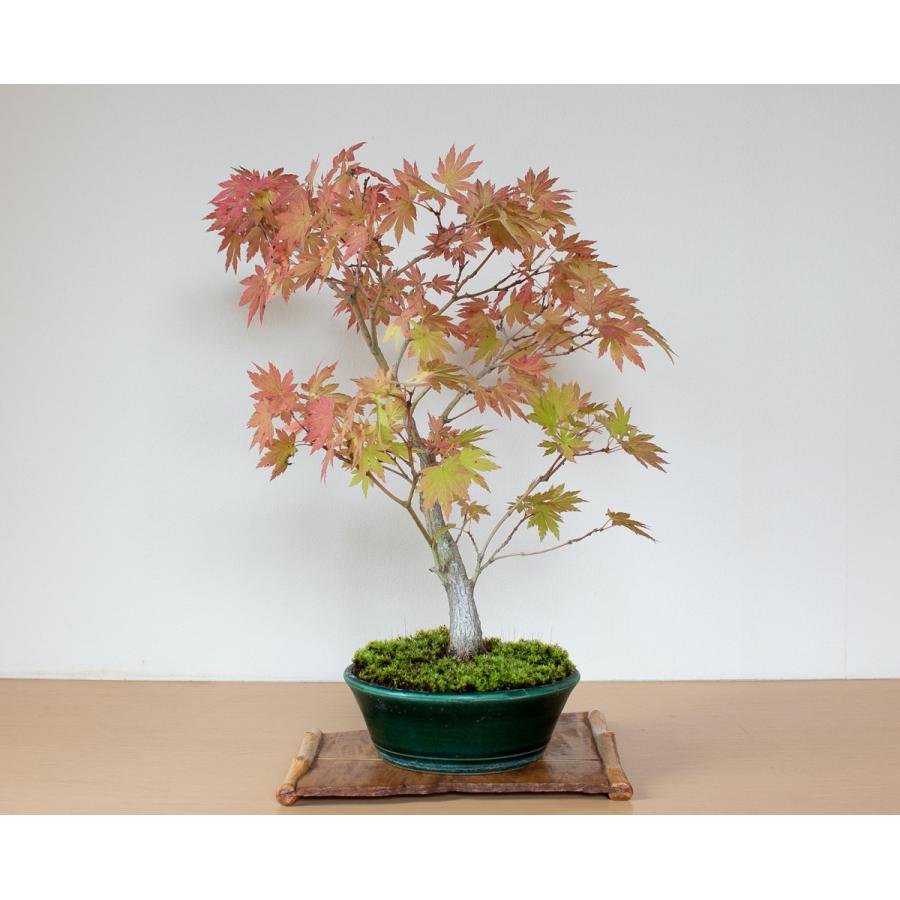 盆栽 ヤマモミジ盆栽 紅葉 山紅葉 盆栽 やまもみじ盆栽 4127 4127 E 盆栽 ヤフー店 通販 Yahoo ショッピング