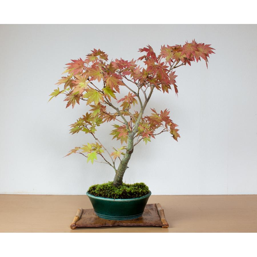 盆栽　ヤマモミジ盆栽　紅葉（山紅葉 盆栽）やまもみじ盆栽　4127 盆栽