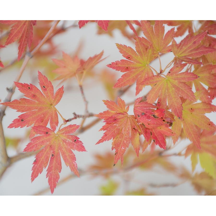盆栽　ヤマモミジ盆栽　紅葉（山紅葉 盆栽）やまもみじ盆栽　4127 盆栽