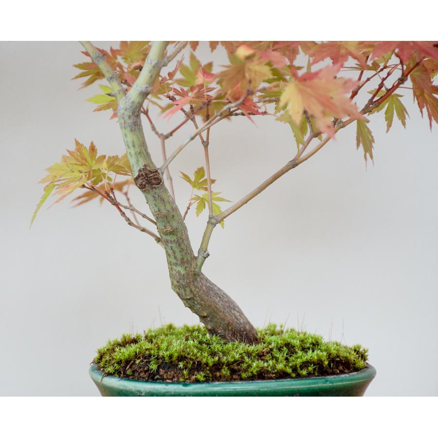 盆栽　ヤマモミジ盆栽　紅葉（山紅葉 盆栽）やまもみじ盆栽　4127 盆栽