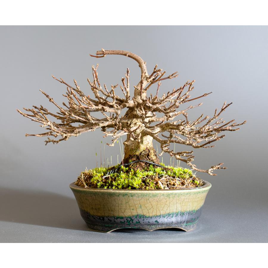 盆栽 トウカエデ盆栽 唐楓 盆栽 小品盆栽 4132 4132 E 盆栽 ヤフー店 通販 Yahoo ショッピング