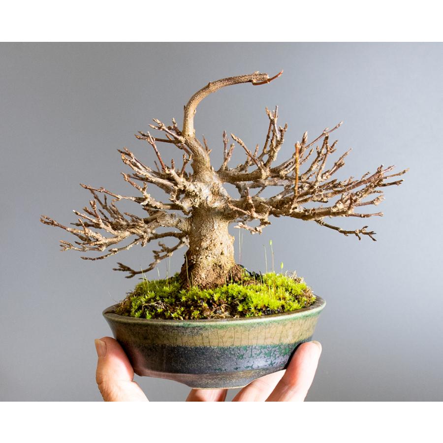 盆栽 トウカエデ盆栽 唐楓 盆栽 小品盆栽 4132 4132 E 盆栽 ヤフー店 通販 Yahoo ショッピング