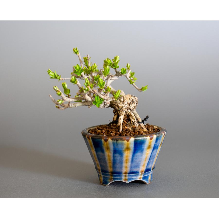 豆盆栽 イボタノキ 荒皮水蝋の木 盆栽（いぼたの木・水蝋の木 豆盆栽