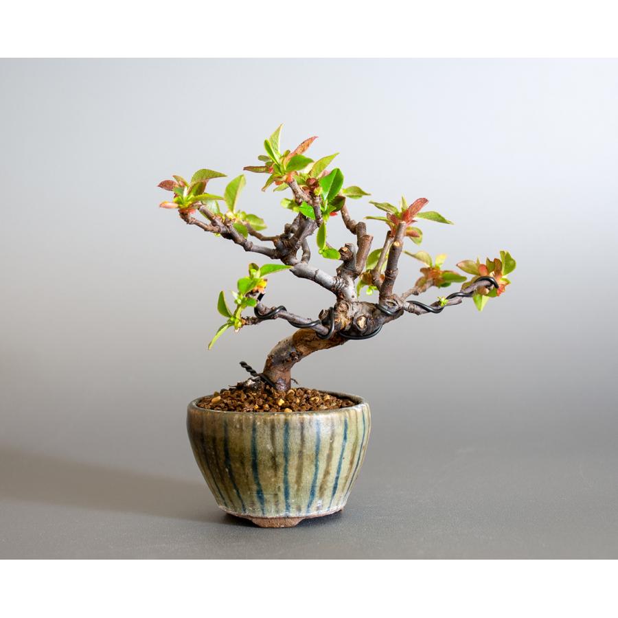 ミニ盆栽 カリン盆栽 花梨 かりん 小さな盆栽 花梨 小盆栽 4140 4140 E 盆栽 ヤフー店 通販 Yahoo ショッピング