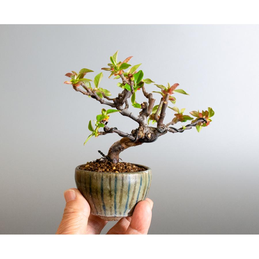 ミニ盆栽 カリン盆栽 花梨 かりん 小さな盆栽 花梨 小盆栽 4140 4140 E 盆栽 ヤフー店 通販 Yahoo ショッピング