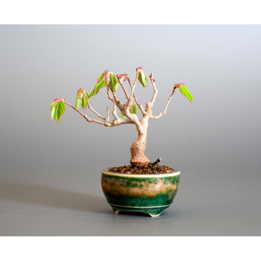 豆盆栽 トサミズキ盆栽 土佐水木 とさみずき 小さな盆栽 土佐水木 小盆栽 4147 4147 E 盆栽 ヤフー店 通販 Yahoo ショッピング