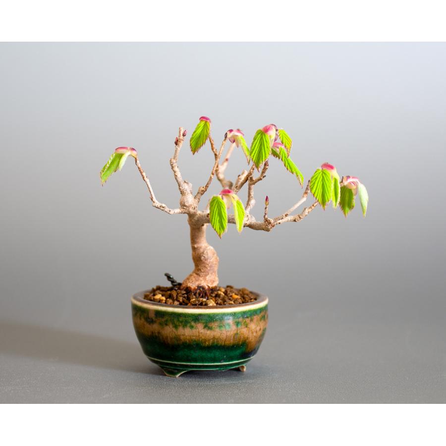 豆盆栽 トサミズキ盆栽 土佐水木 とさみずき 小さな盆栽 土佐水木 小盆栽 4147 4147 E 盆栽 ヤフー店 通販 Yahoo ショッピング
