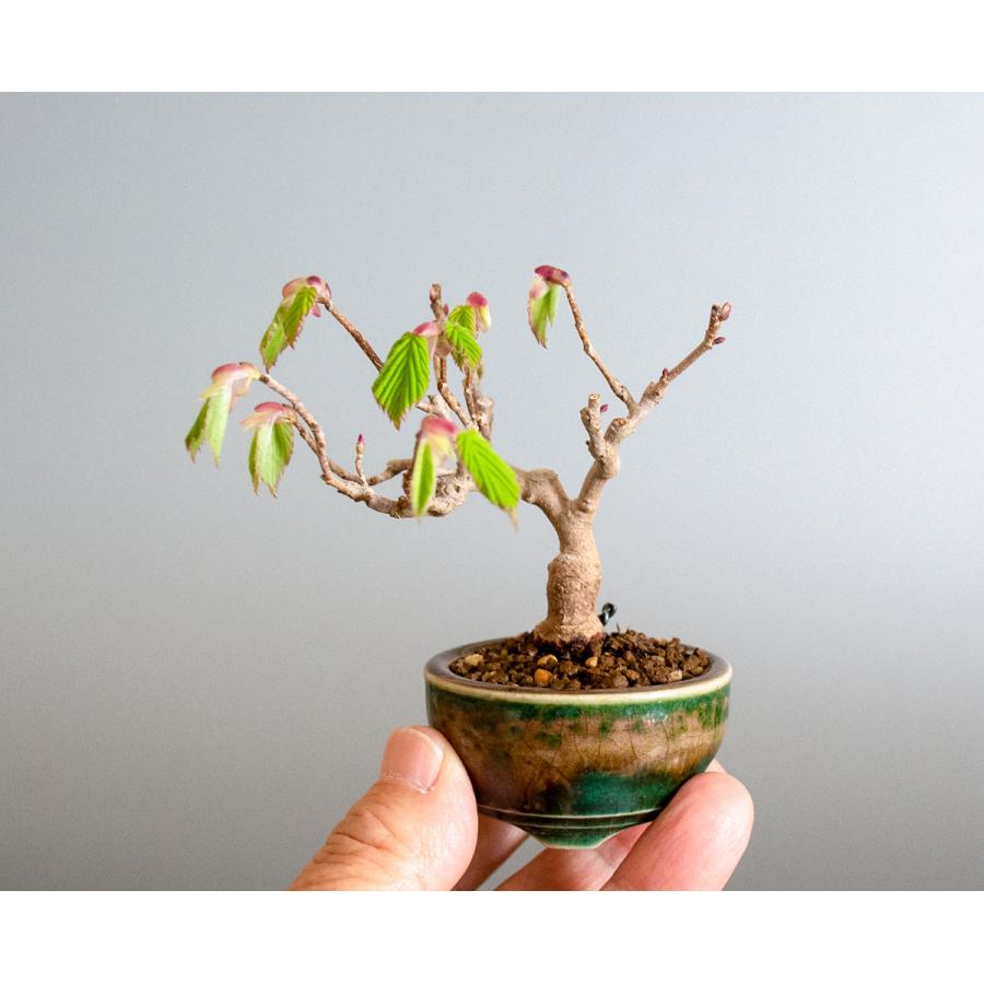 豆盆栽 トサミズキ盆栽 土佐水木 とさみずき 小さな盆栽 土佐水木 小盆栽 4147 4147 E 盆栽 ヤフー店 通販 Yahoo ショッピング