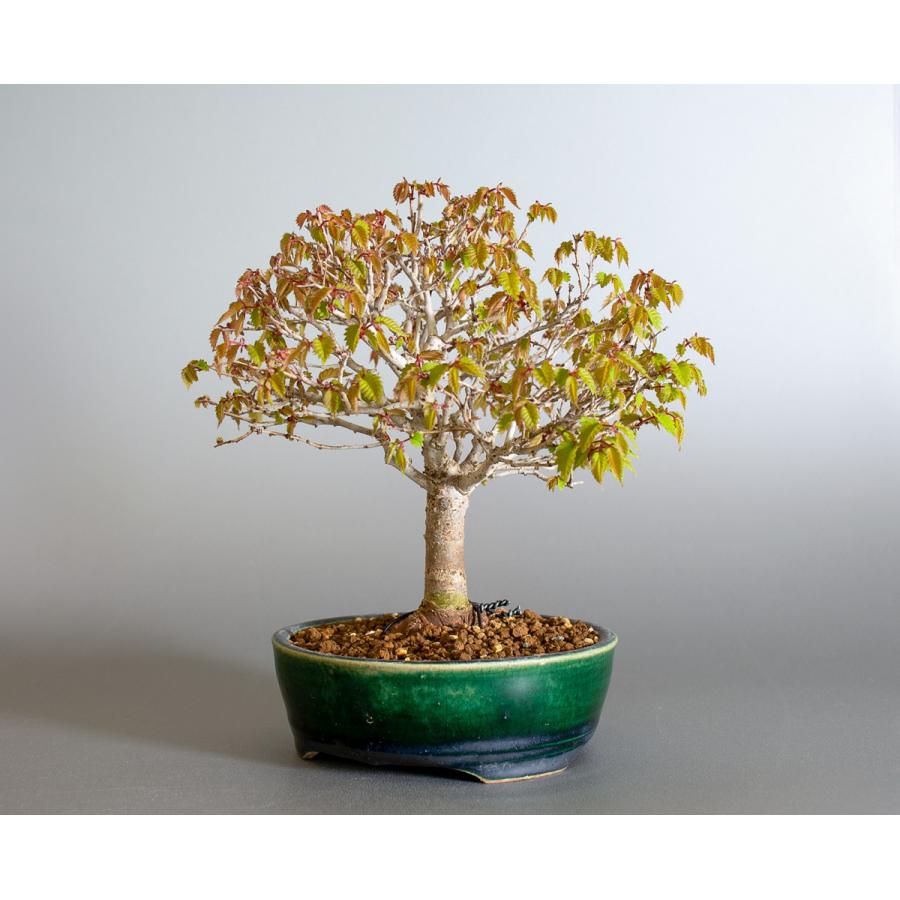 友禅欅 盆栽 樹高55cm 激古 皮爆ぜ 根張り ケヤキ けやき 飾れる一樹！！