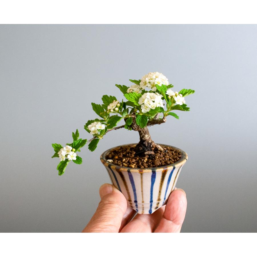 現品　伊吹　イブキ　盆栽　イブキ盆栽　30番　観葉植物 豆盆栽 イブキシモツケ盆栽 伊吹下野（いぶきしもつけ・小さな盆栽