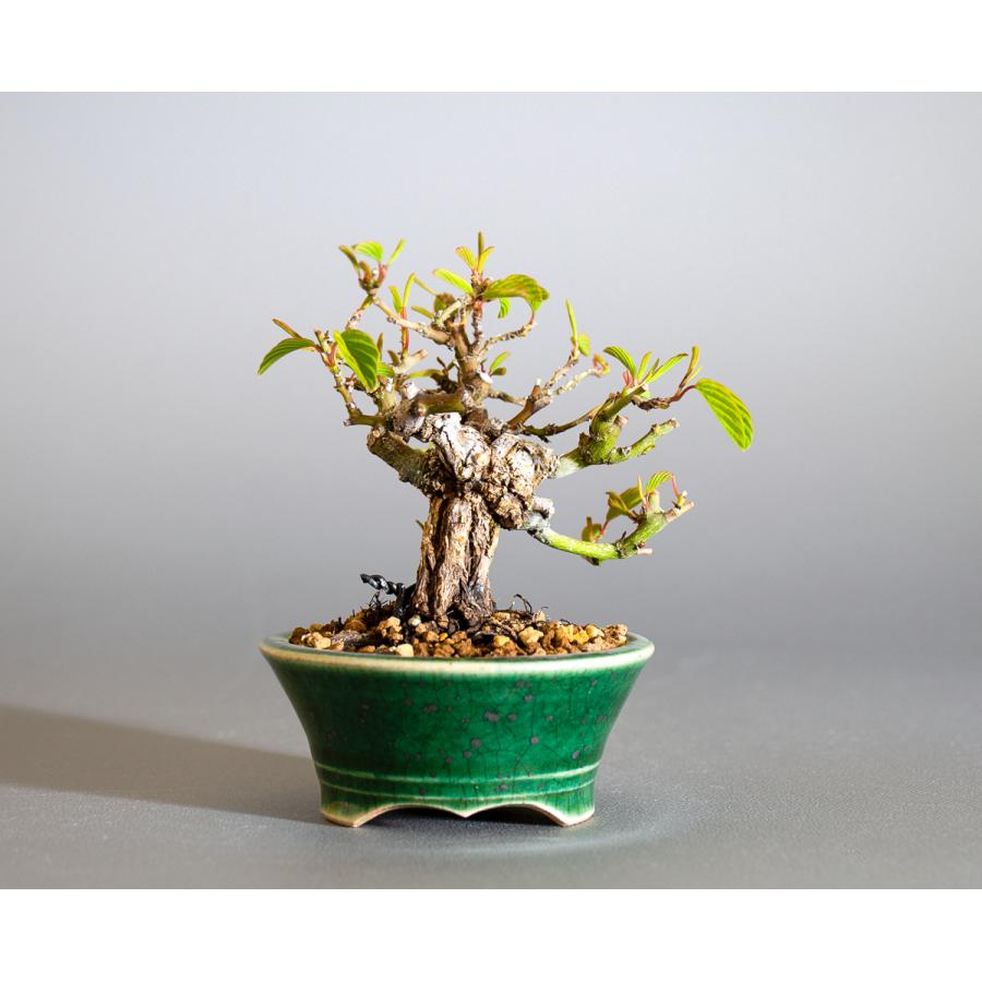 豆盆栽 クマヤナギ盆栽 熊柳（くまやなぎ・小さな盆栽 熊柳）小盆栽