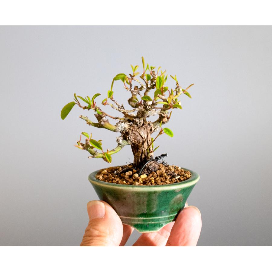 豆盆栽 クマヤナギ盆栽 熊柳（くまやなぎ・小さな盆栽 熊柳）小盆栽