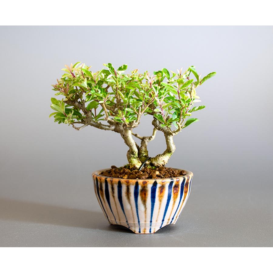贅沢屋の イボタ 小品盆栽 いぼた ミニ盆栽 植物/観葉植物 インテリア・住まい・小物 贅沢屋の イボタ 小品盆栽 いぼた ミニ盆栽 植物/観葉植物 インテリア・住まい・小物