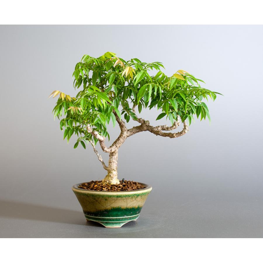 盆栽 コフジ盆栽 こふじ ミニ 小藤盆栽 小品盆栽 4177 4177 E 盆栽 ヤフー店 通販 Yahoo ショッピング