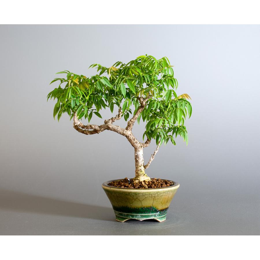 盆栽 コフジ盆栽 こふじ ミニ 小藤盆栽 小品盆栽 4177 4177 E 盆栽 ヤフー店 通販 Yahoo ショッピング