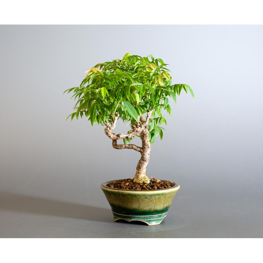 盆栽 コフジ盆栽 こふじ ミニ 小藤盆栽 小品盆栽 4177 4177 E 盆栽 ヤフー店 通販 Yahoo ショッピング