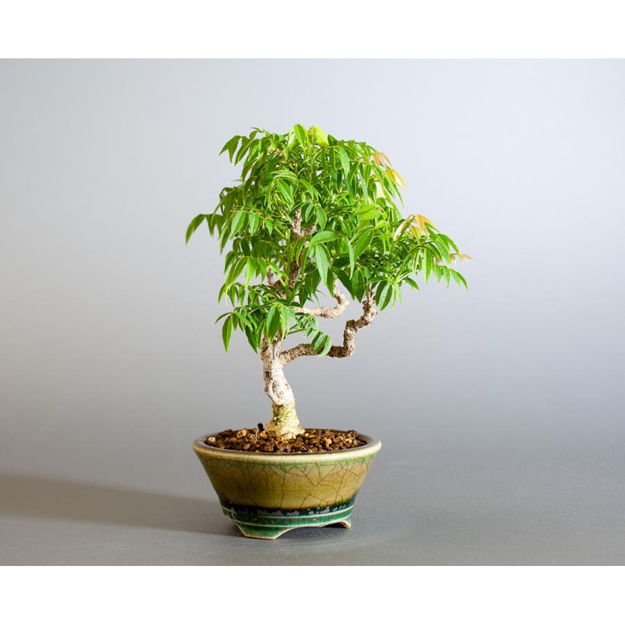 盆栽 コフジ盆栽 こふじ ミニ 小藤盆栽 小品盆栽 4177 4177 E 盆栽 ヤフー店 通販 Yahoo ショッピング