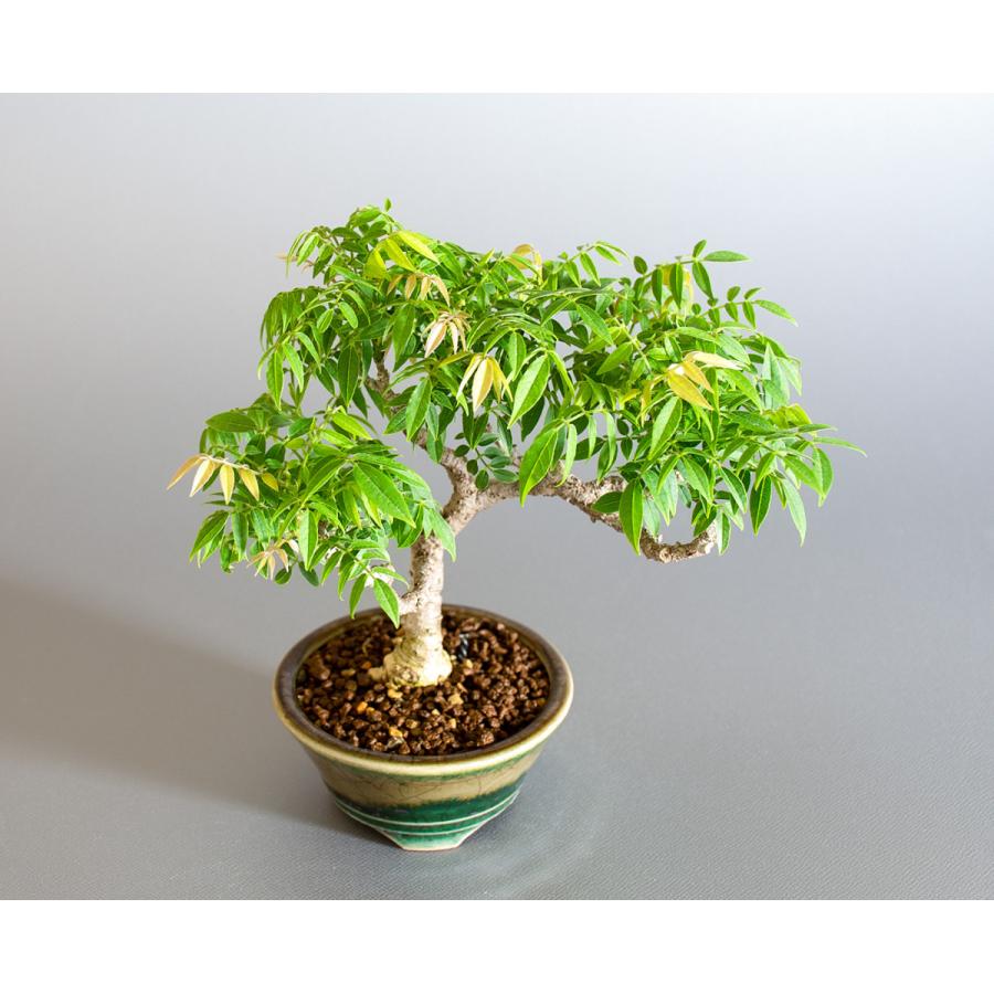 盆栽 コフジ盆栽 こふじ ミニ 小藤盆栽 小品盆栽 4177 4177 E 盆栽 ヤフー店 通販 Yahoo ショッピング