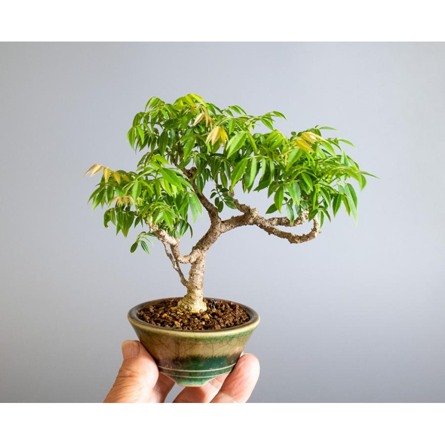 盆栽 コフジ盆栽 こふじ ミニ 小藤盆栽 小品盆栽 4177 4177 E 盆栽 ヤフー店 通販 Yahoo ショッピング