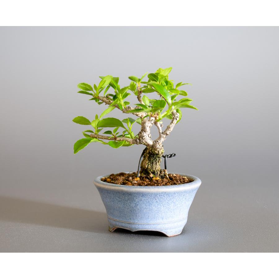 豆盆栽 ツルウメモドキ盆栽 つるうめもどき 照葉蔓梅擬 豆盆栽 小さな盆栽 4178 4178 E 盆栽 ヤフー店 通販 Yahoo ショッピング