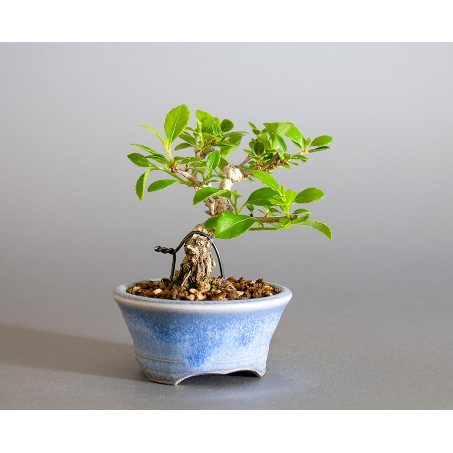 豆盆栽 ツルウメモドキ盆栽 つるうめもどき 照葉蔓梅擬 豆盆栽 小さな盆栽 4178 4178 E 盆栽 ヤフー店 通販 Yahoo ショッピング