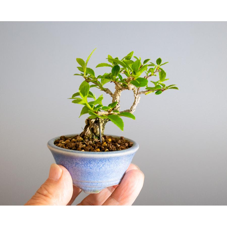 豆盆栽 ツルウメモドキ盆栽（つるうめもどき・照葉蔓梅擬 豆盆栽