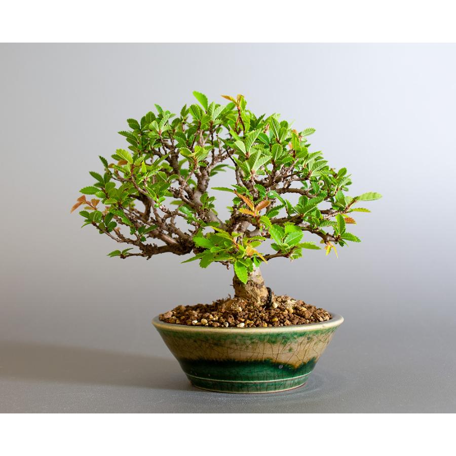 盆栽 ニレケヤキ盆栽 にれけやき ミニ 楡欅盆栽 小品盆栽 4184 4184 E 盆栽 ヤフー店 通販 Yahoo ショッピング