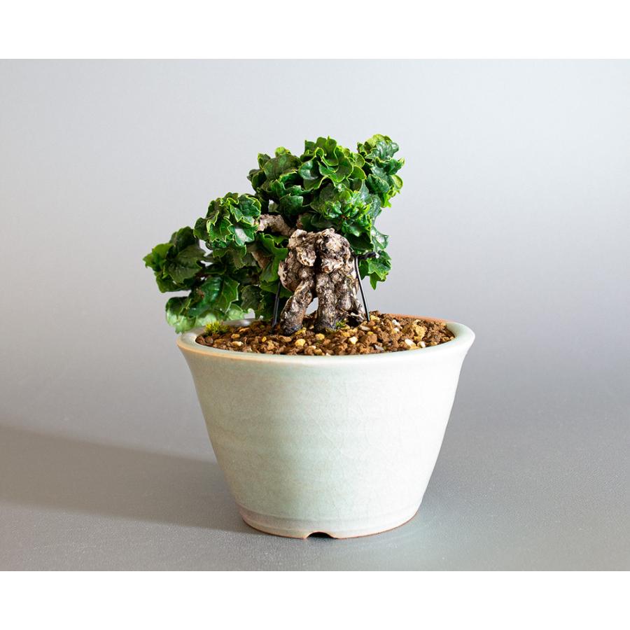 亦盆栽」竜神蔦 龍神蔦／リュウジンツタ 小品盆栽 極上品