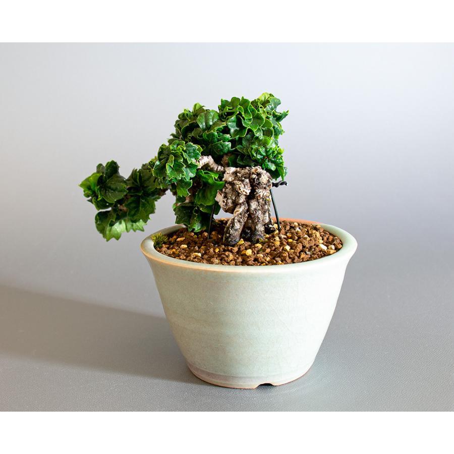 超特価激安 郵送無料 小品盆栽 ツタ 植物 観葉植物 Alrc Asia